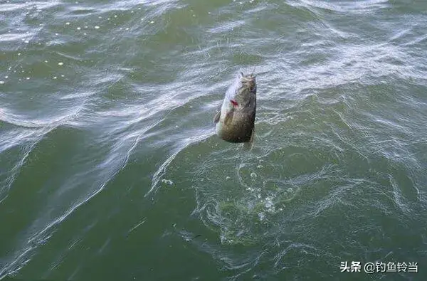 鲈鱼用什么饵料钓最容易上钩（指导钓鲈鱼时选择容易引诱上钩的饵料）