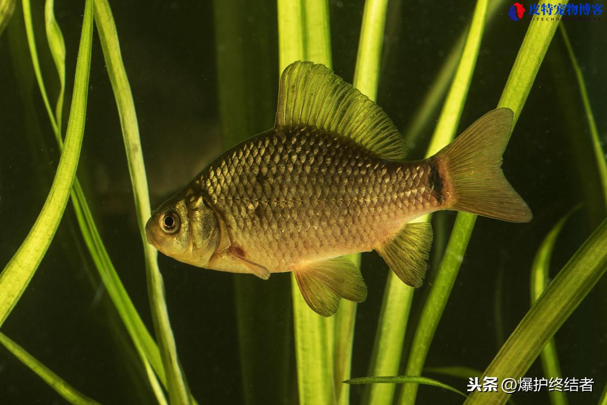 夏天钓鱼时间的最佳时间和位置（了解适合钓鱼的时间段选择）