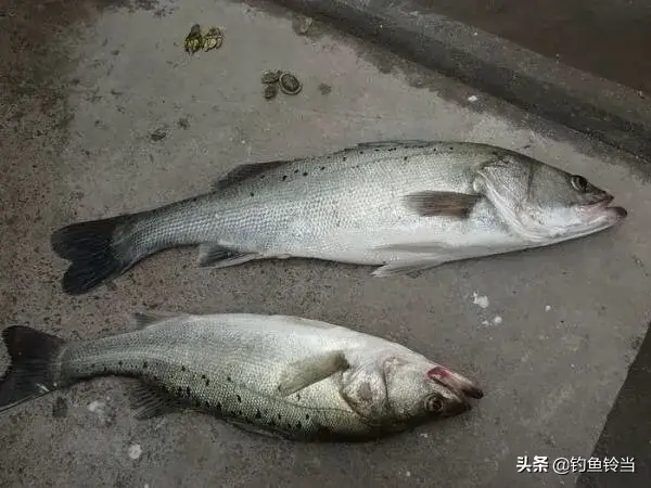 鲈鱼用什么饵料钓最容易上钩（指导钓鲈鱼时选择容易引诱上钩的饵料）