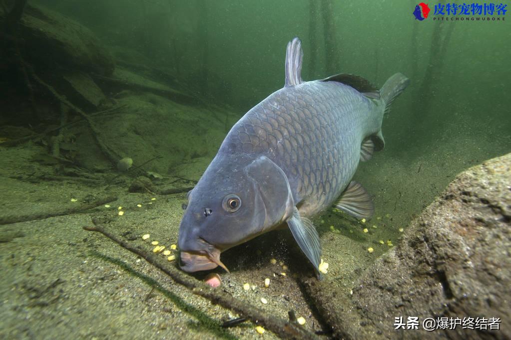 夏天钓鱼时间的最佳时间和位置（了解适合钓鱼的时间段选择）