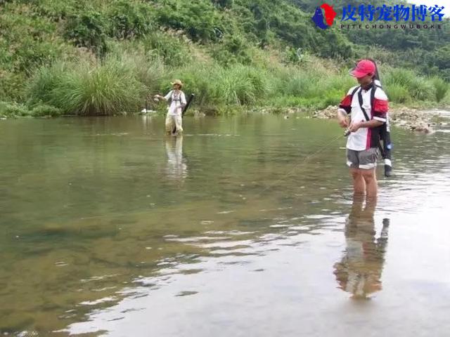 路亚钓鲤鱼鲫鱼用什么假饵，什么鱼吃路亚假饵，鲤鱼路亚用什么饵