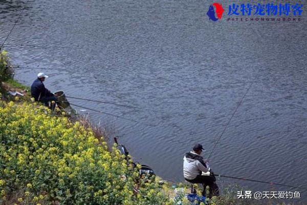 夏季什么风向适合钓鱼，东南风好钓鱼吗（了解钓鱼适合的风向选择）