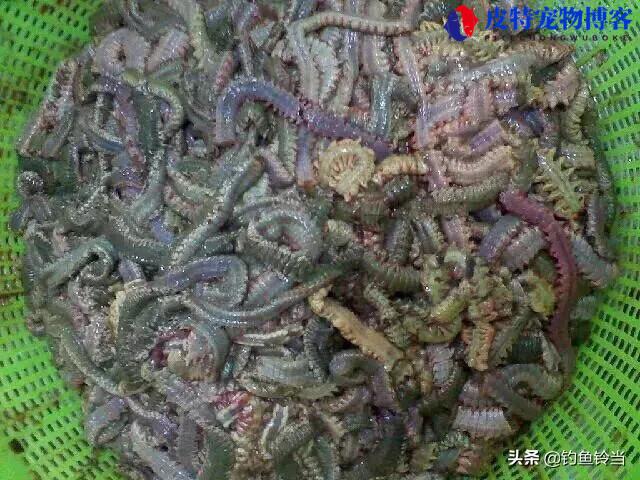 海钓假鱼饵最好用什么（介绍适用于海钓的各类鱼饵）