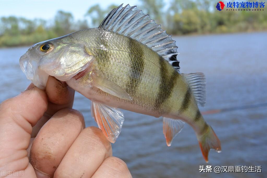 路亚钓鲈鱼用什么饵最好用 (推荐适合钓鲈鱼的最佳钓饵类型和使用方法)