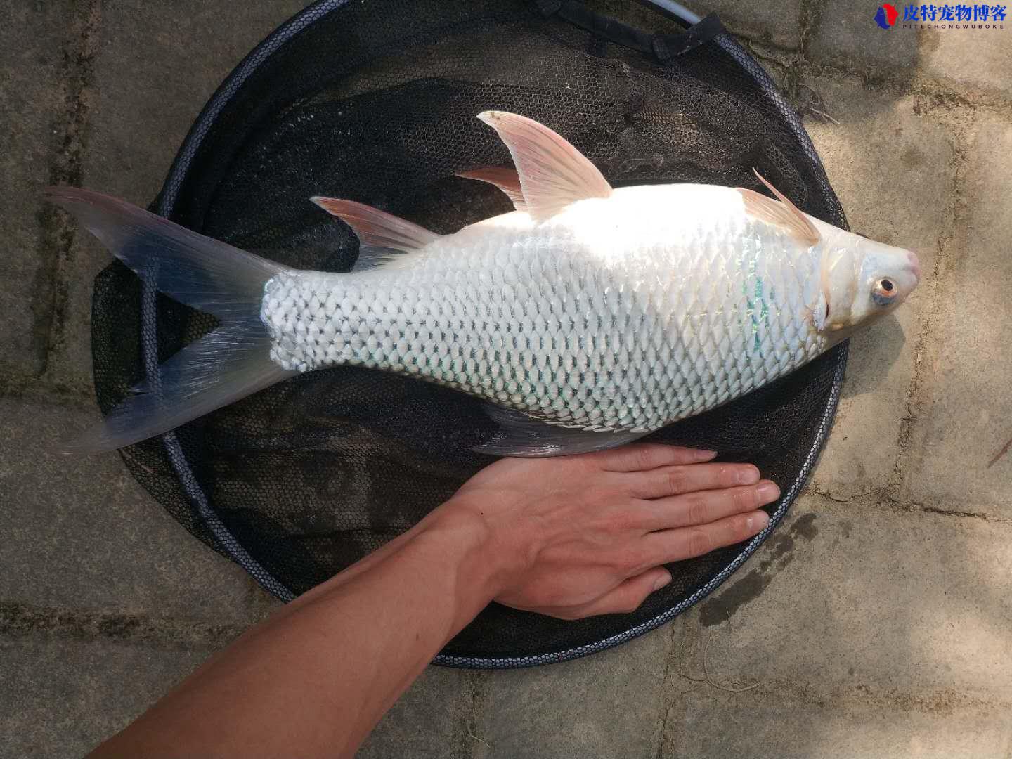 梅州钓法适合钓什么鱼 (分享有关梅州钓鱼的特点和一些技巧)