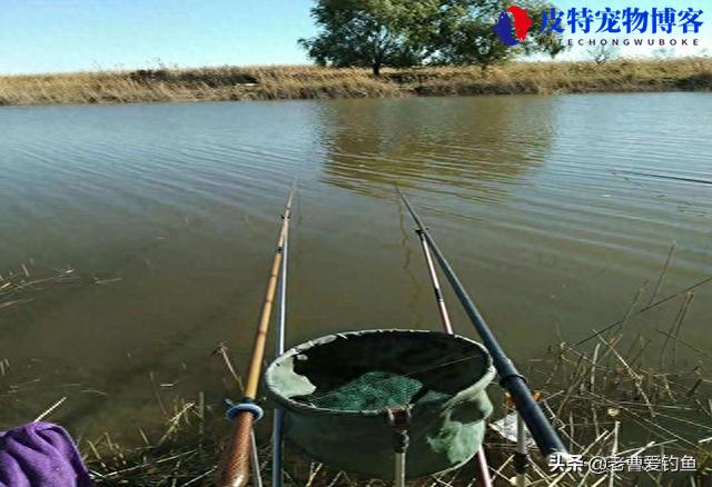 夏季钓鱼钓深水好还是钓浅水好 (探讨在夏季钓鱼时选择深水还是浅水更合适)