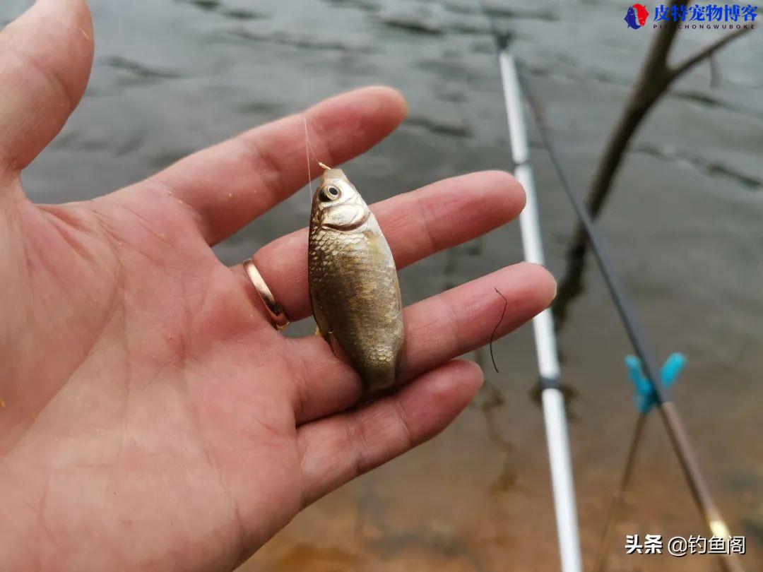 野钓用什么钩子比较好(介绍野钓中常用的钩子类型和推荐使用的效果)