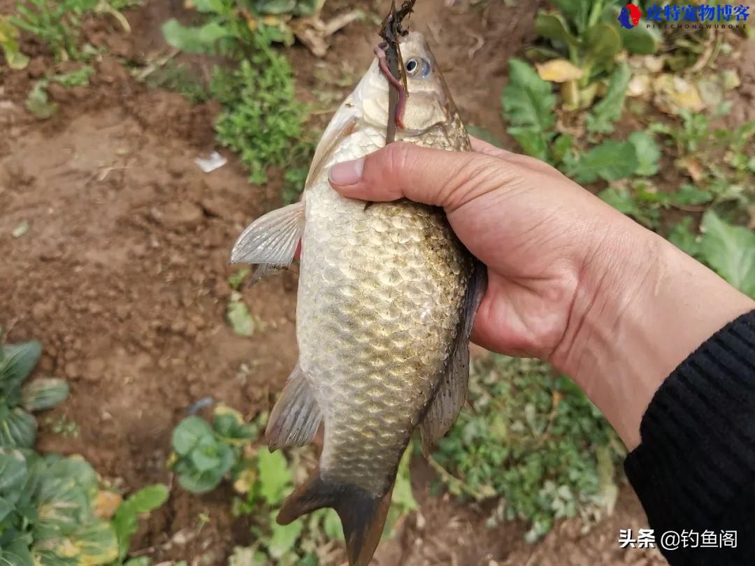 野钓用什么钩子比较好(介绍野钓中常用的钩子类型和推荐使用的效果)