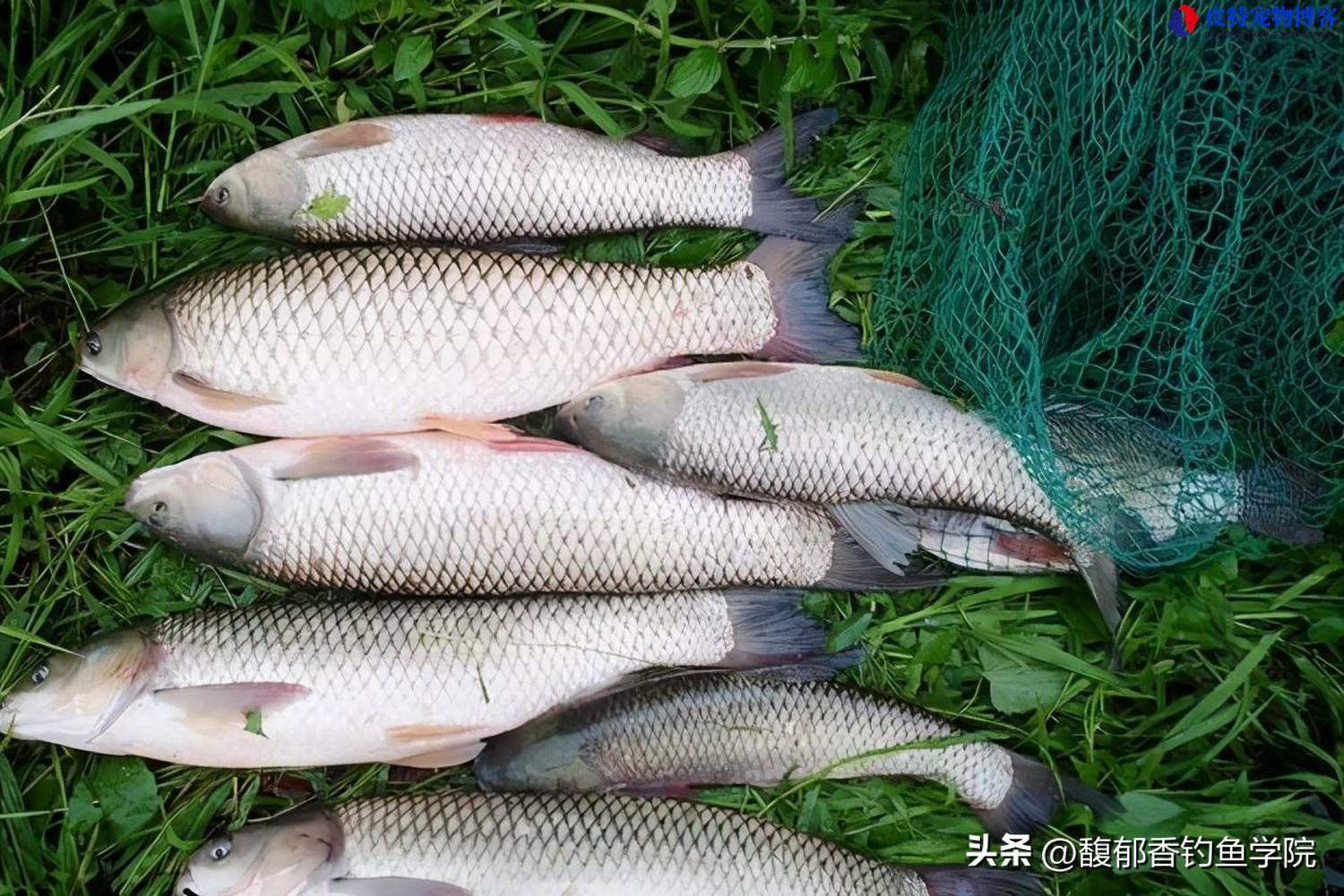 钓草鱼饵料搭配怎么最好（用什么饵料更好），钓草鱼怎么配饵料