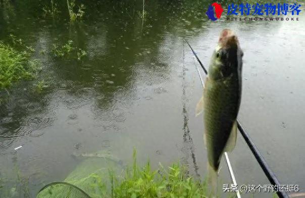 夏季雨天钓鱼钓深还是浅 (讨论在雨天钓鱼时应选择深水还是浅水)