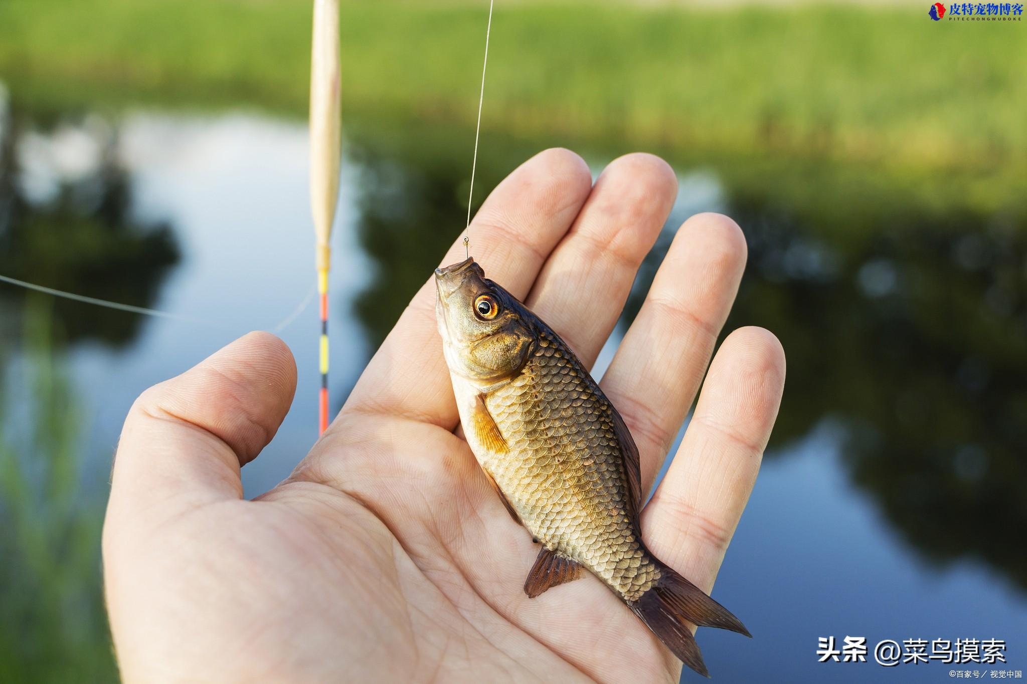 海竿钓鲤鱼线组组装图解（详细线组设置步骤），海竿钓鲤鱼的方法和技巧