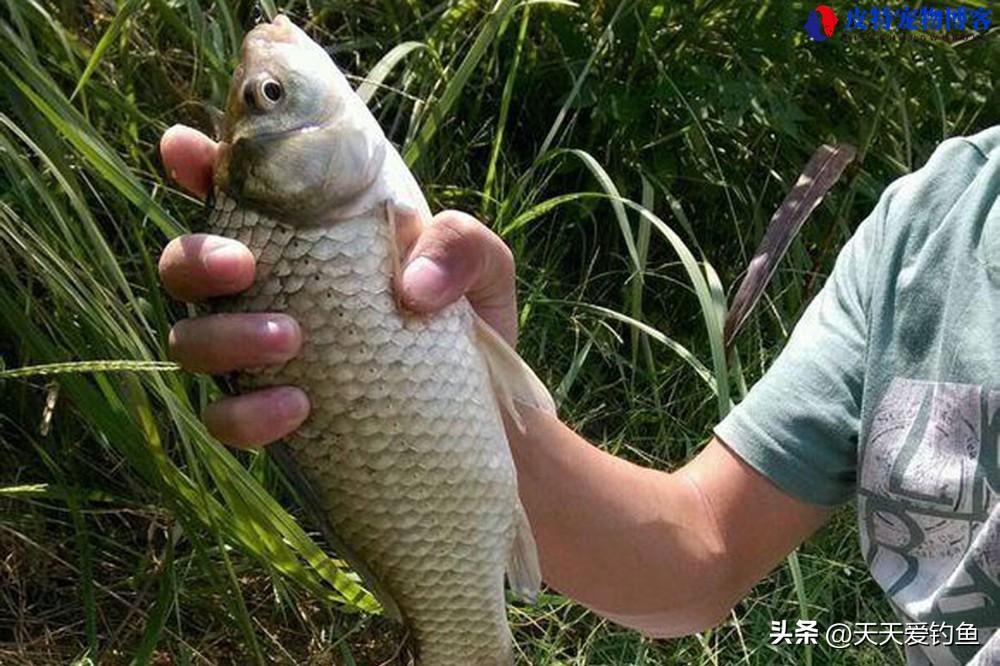 野钓鲫鱼用什么饵料和窝料打窝最好 (推荐适合野钓鲫鱼的最佳饵料)