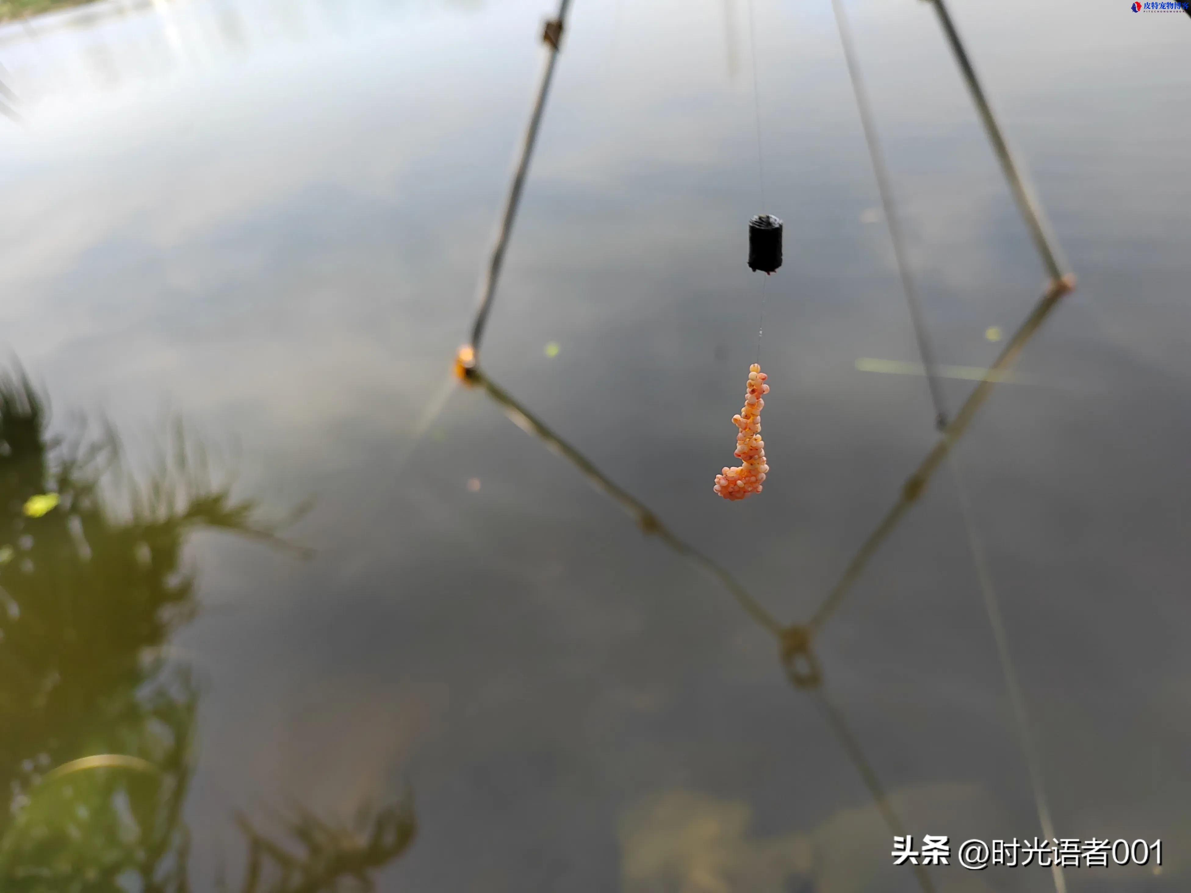 用蚯蚓钓鲫鱼用几号钩（几号钩最合适），什么鱼钩钓鲫鱼最好用