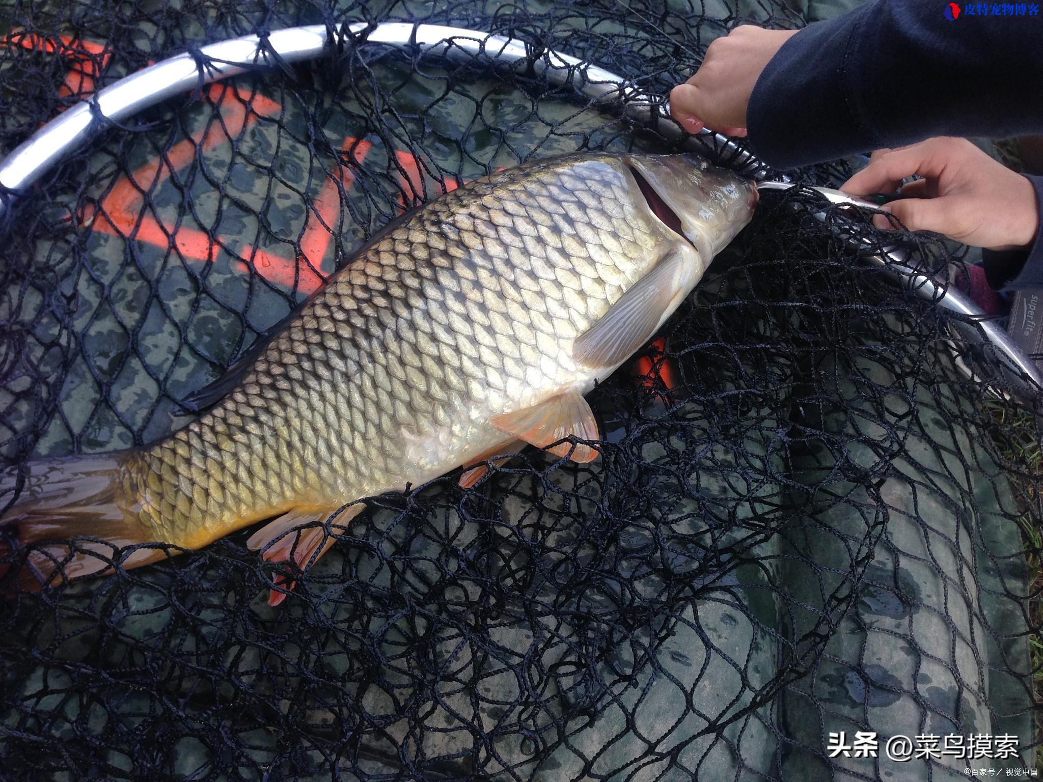 海竿钓鲤鱼线组组装图解（详细线组设置步骤），海竿钓鲤鱼的方法和技巧