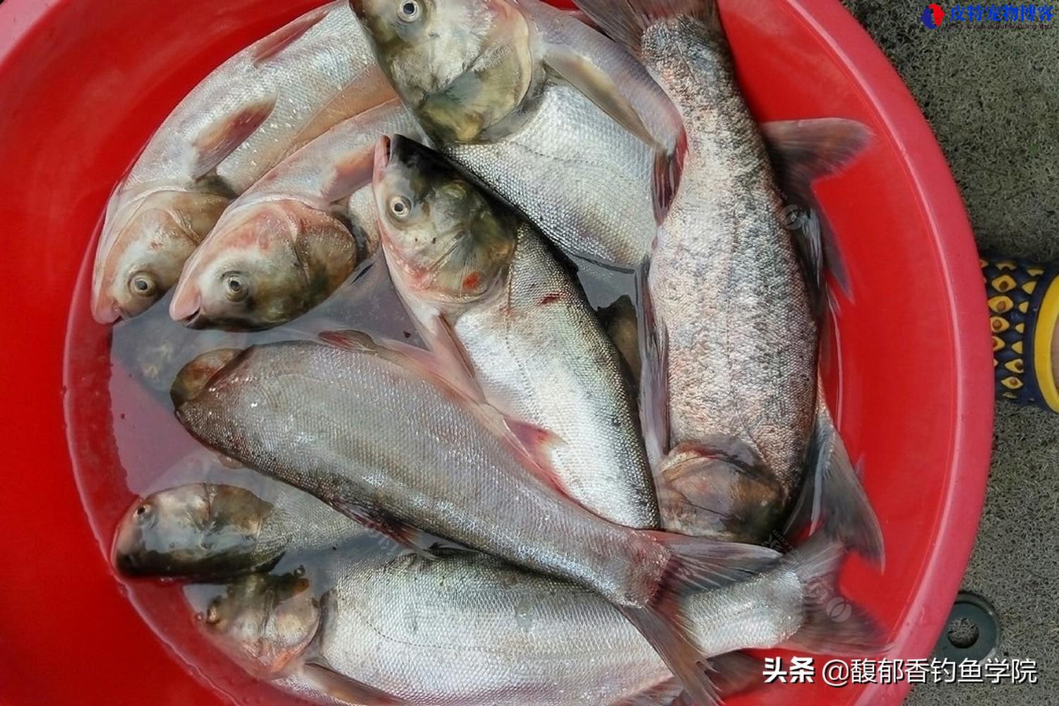 海竿钓鲢鳙应该钓多深，为什么上钩全是白鲢，怎样钓鲢鳙鱼用什么饵料