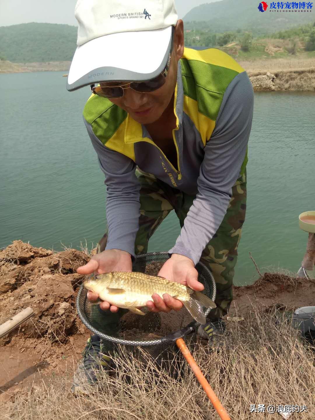 小浪底钓鱼窝料配方，小浪底钓鱼最新钓况图片，大浪钓鱼钓浅钓深