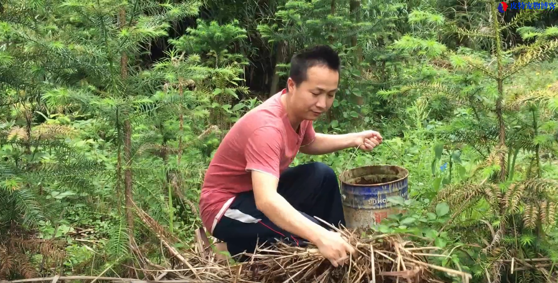 钓鱼蚯蚓养殖技术要点有哪些，钓鱼人如何养蚯蚓最简单方法