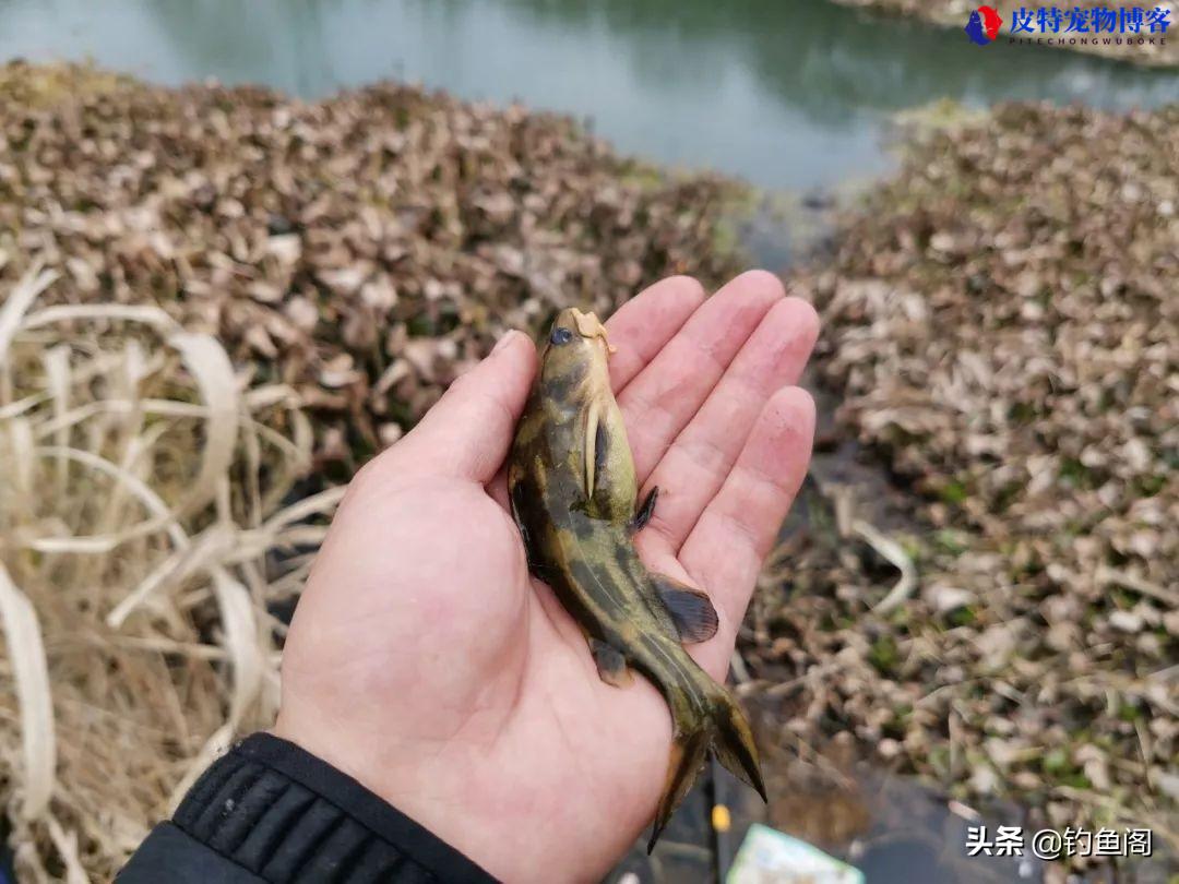 七月下雨天钓鱼好钓吗，钓鱼选什么位置，刮风下雨能钓鱼吗为什么