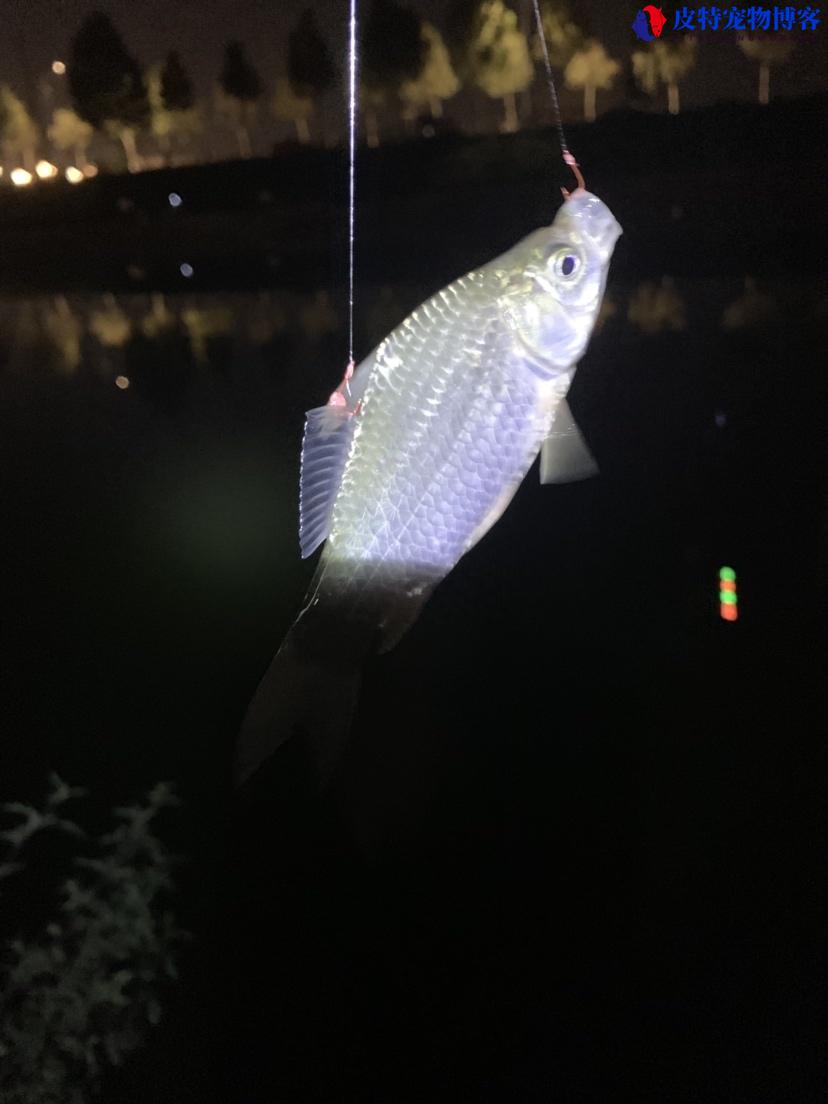 衡水湖钓鱼新手推荐什么鱼，衡水湖钓鱼有人管吗，夜钓漂尾用什么颜色