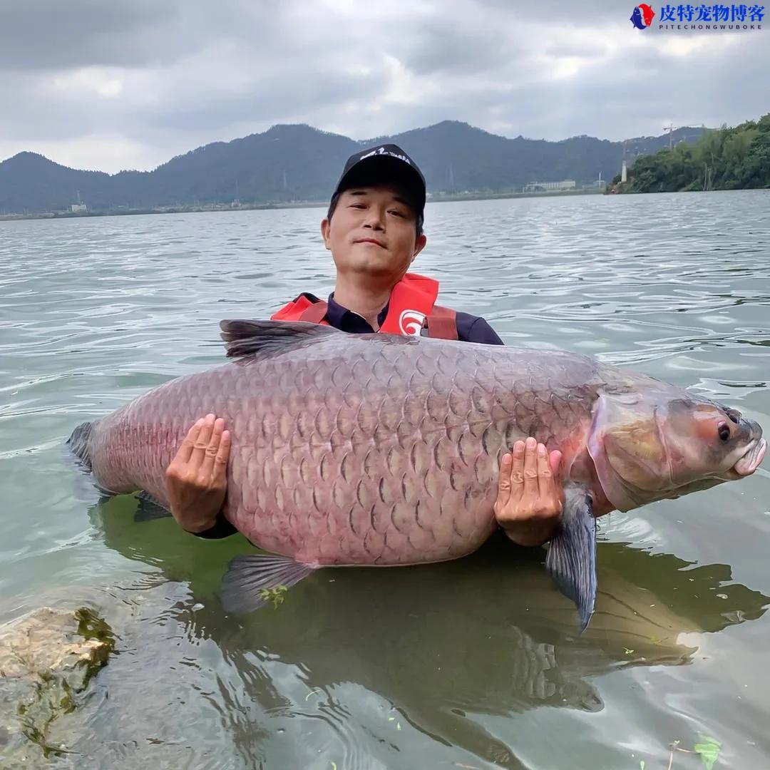 中国竞技钓鱼大师排名前十，钓鱼网红排名榜