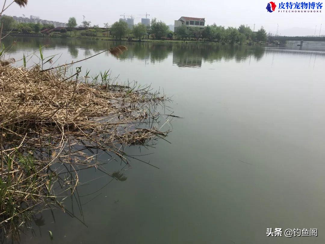 七月下雨天钓鱼好钓吗，钓鱼选什么位置，刮风下雨能钓鱼吗为什么