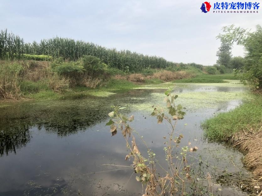 邳州钓鱼地点推荐，钓鱼的好地方有哪些，野河钓鲫鱼用什么方法才能钓到