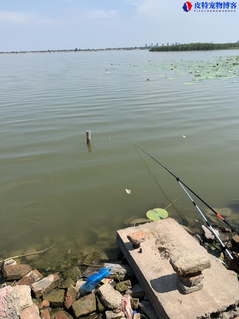 衡水湖钓鱼新手推荐什么鱼，衡水湖钓鱼有人管吗，夜钓漂尾用什么颜色