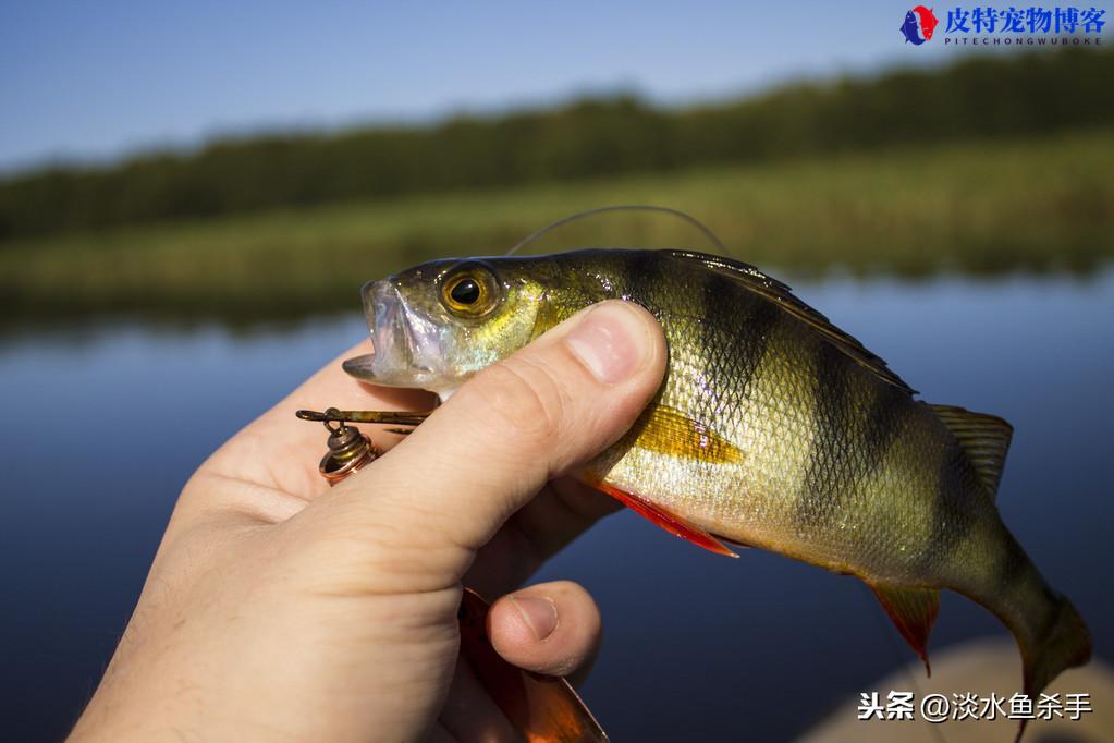 抛竿闷竿钓法线组图解，一般用哪种铅比较好，流水钓闷竿的详细步骤