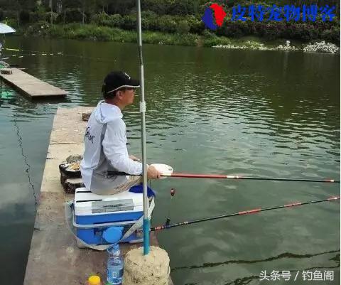 肥水钓鱼用什么味型饵料，用腥饵还是香饵，黑坑肥水塘用什么味型饵料