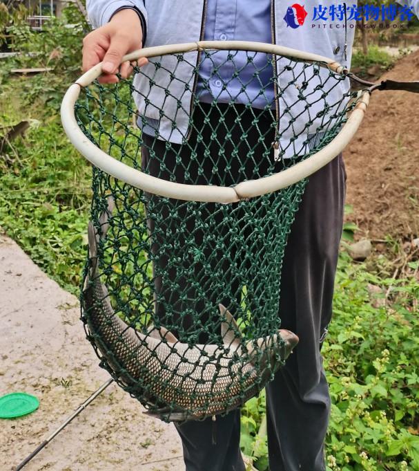 淡水银鳕鱼怎么钓用什么饵料，怎样钓淡水银鳕鱼技巧