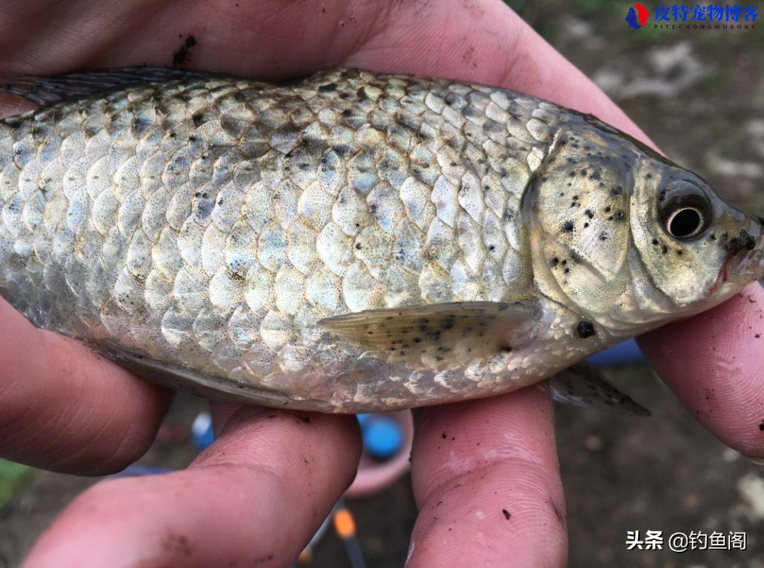 七月下雨天钓鱼好钓吗，钓鱼选什么位置，刮风下雨能钓鱼吗为什么