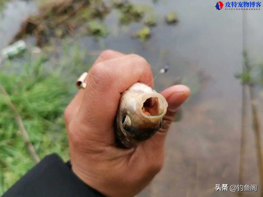 野钓鲫鱼调几钓几最好最合适，多少调性的好，钓鲫鱼怎样调漂很灵