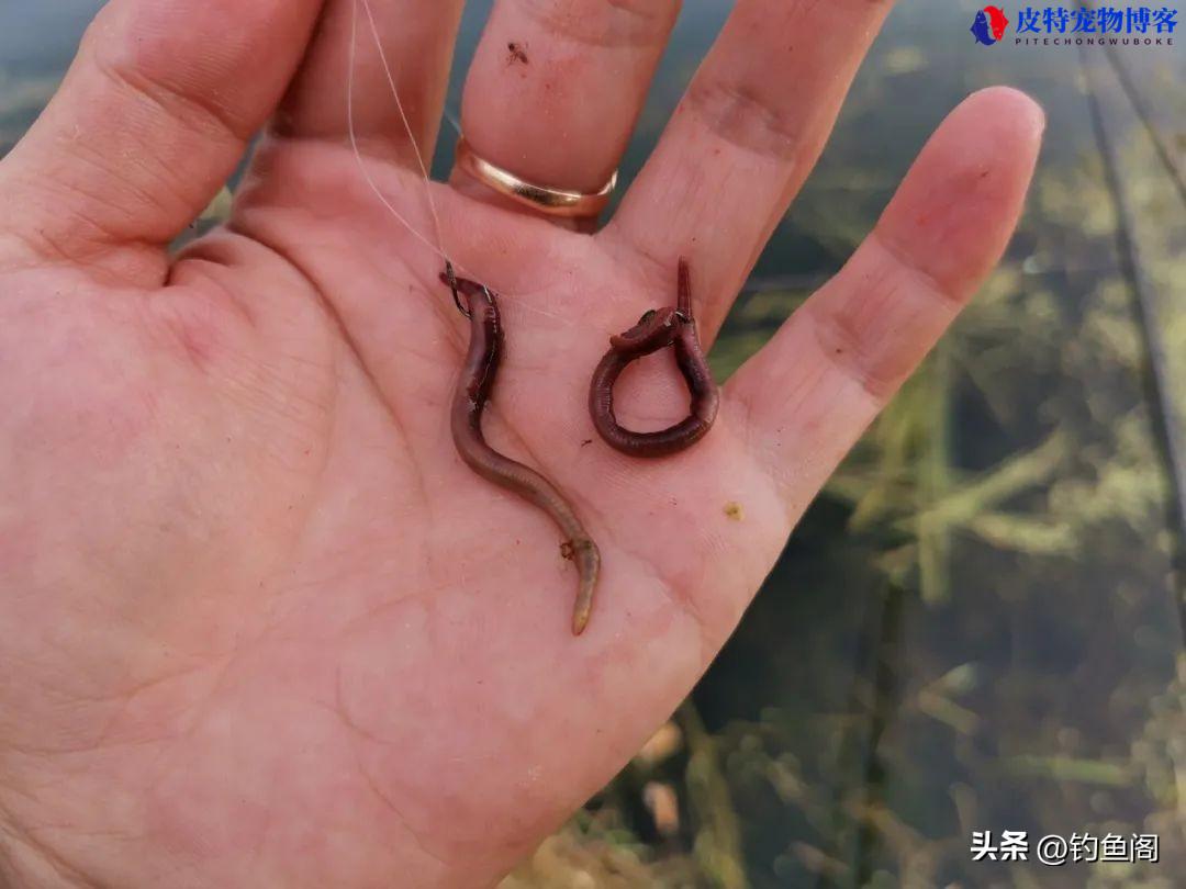 野钓鲫鱼调几钓几最好最合适，多少调性的好，钓鲫鱼怎样调漂很灵