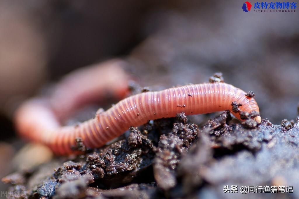 钓鱼挂蚯蚓最佳图解法，钓小鱼挂蚯蚓的正确方法，怎么挂钩不容易掉