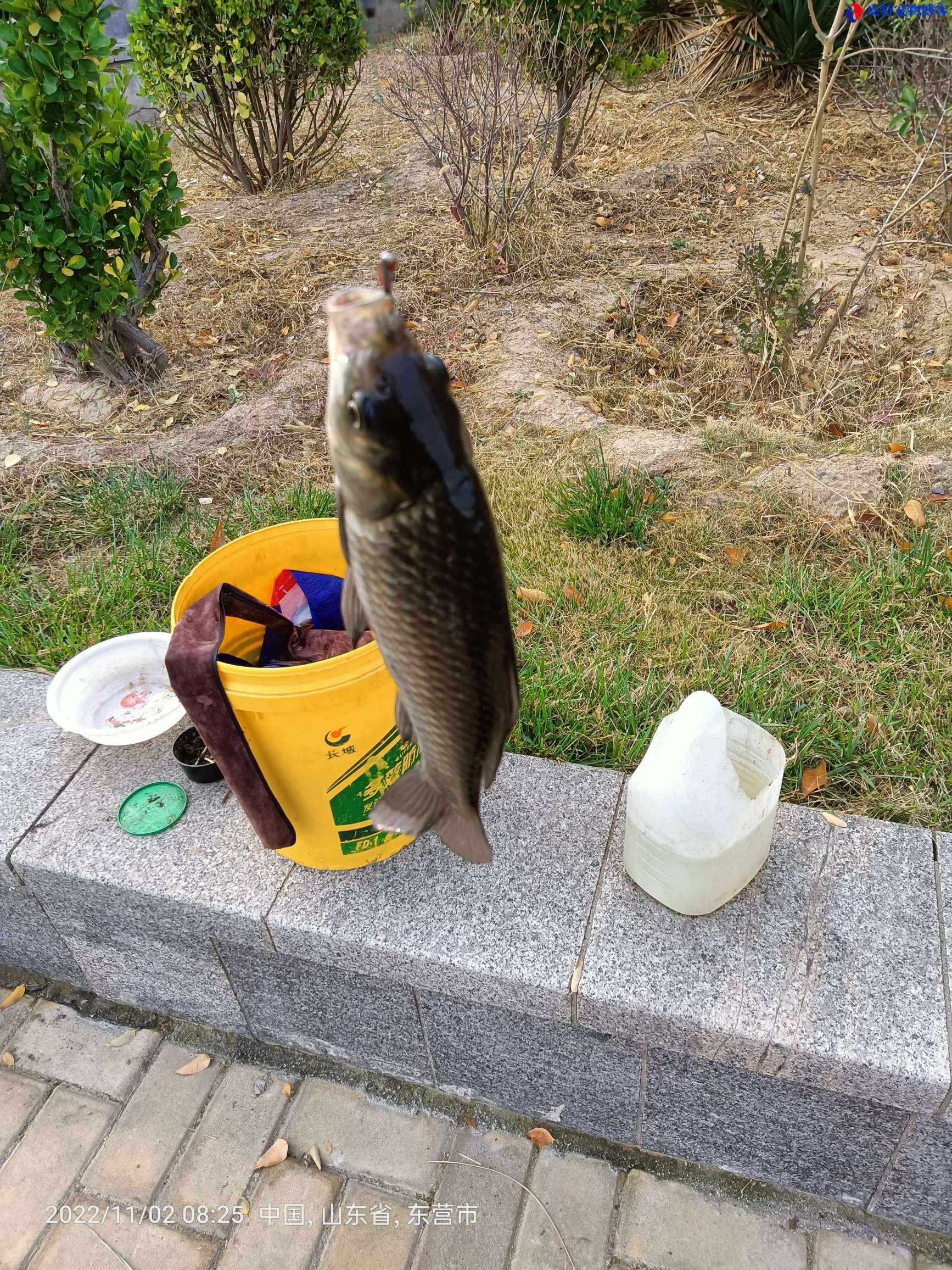 今天适合钓鱼吗能不能钓到鱼，今天适合钓鱼指数，渔民收获鱼的心情