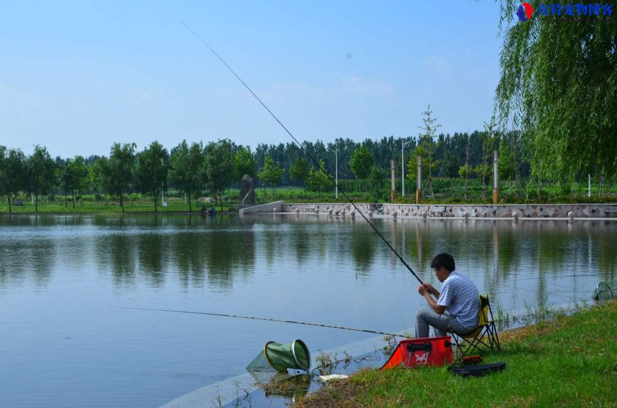 钓鱼中黑坑是什么意思，鱼塘跟黑坑有什么区别