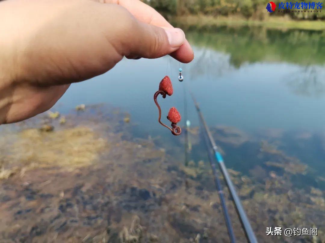 用蚯蚓钓鲫鱼怎样调漂最灵敏，怎么样挂钩，蚯蚓垂钓鲫鱼技巧和方法