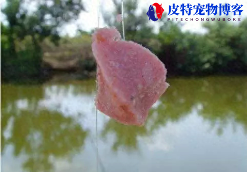 快乐垂钓江湖行钓鲢鳙，怎样调整鲢鳙饵雾化