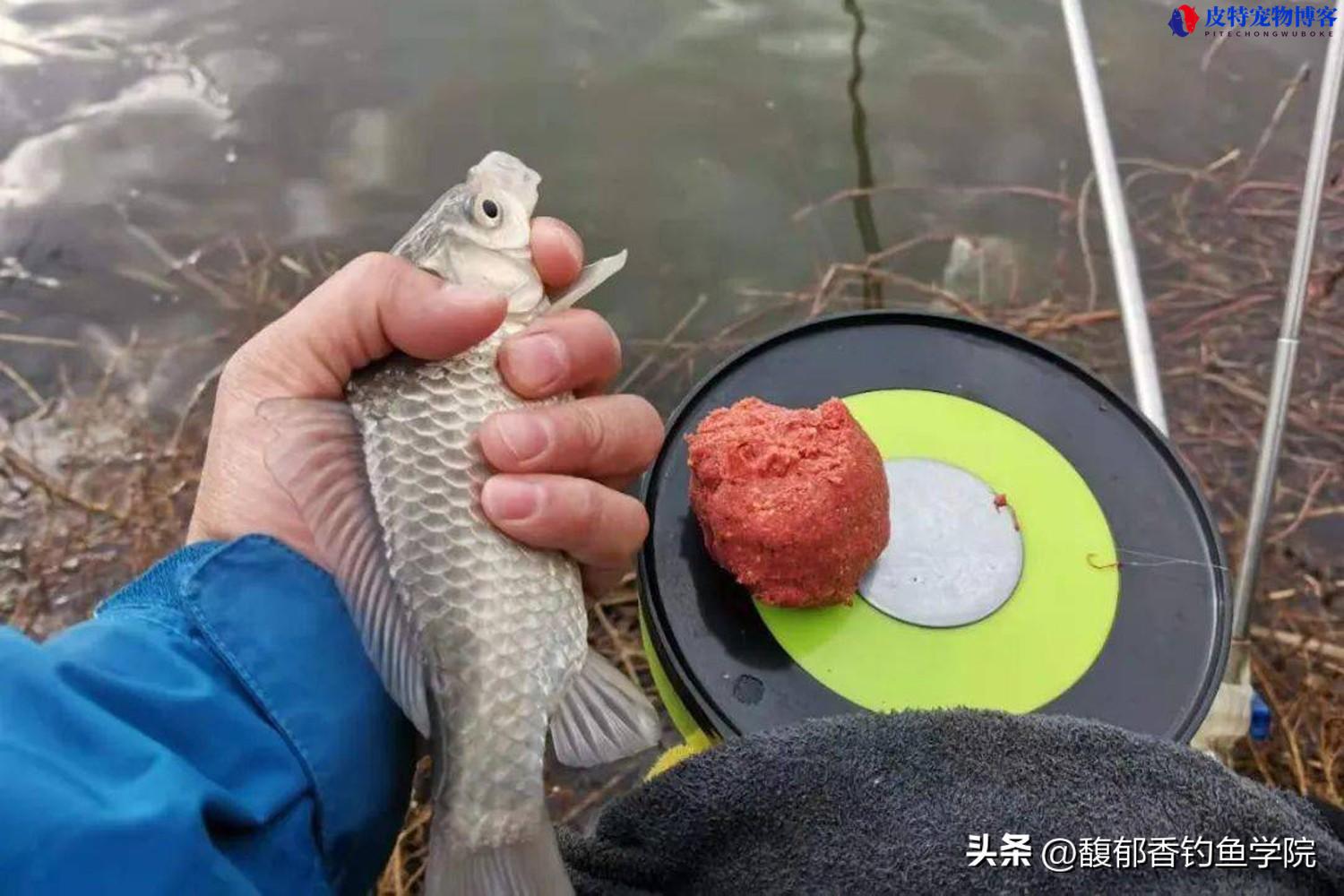 老鬼野钓鲫鱼饵料配方大全，主攻饵有哪些，钓鲫鱼拉饵料怎么配