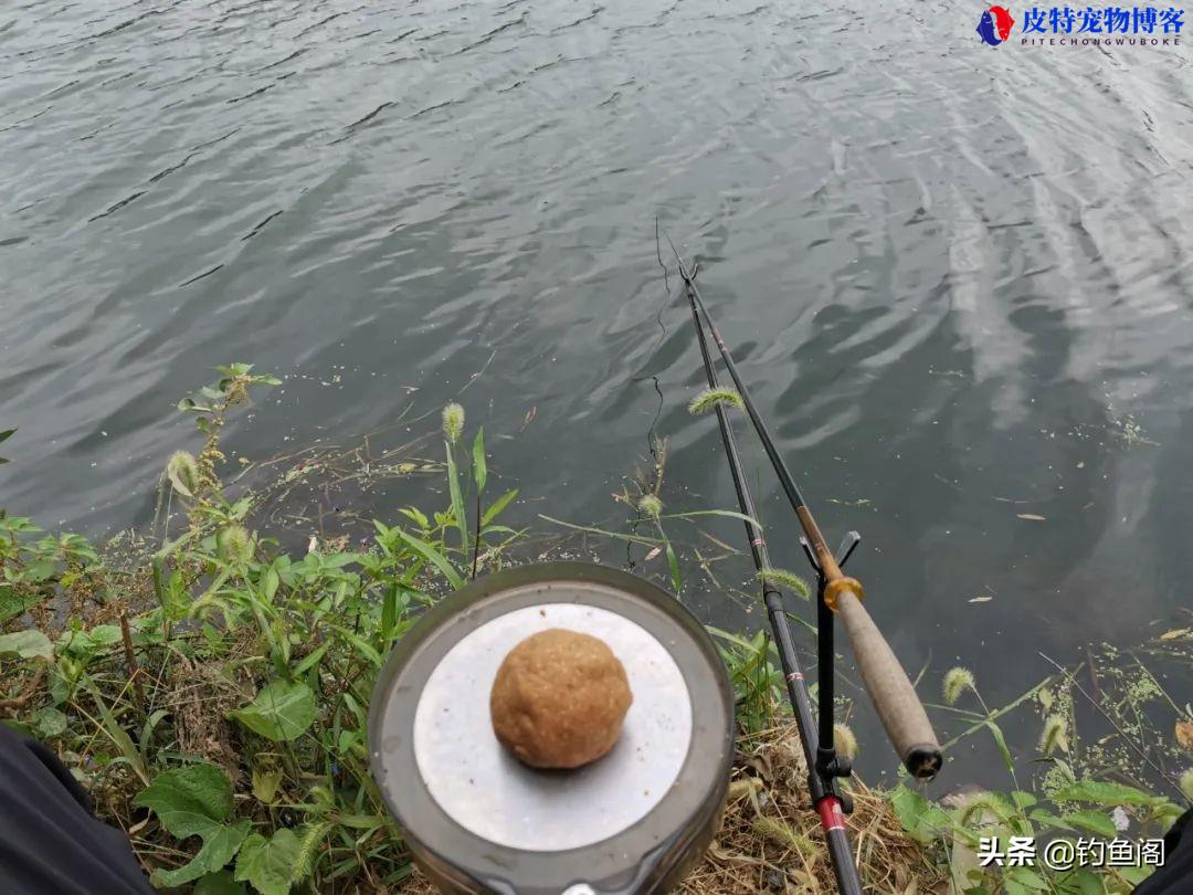 钓小白条鱼最佳饵料有哪些，用什么钩，野钓大白条技巧和方法