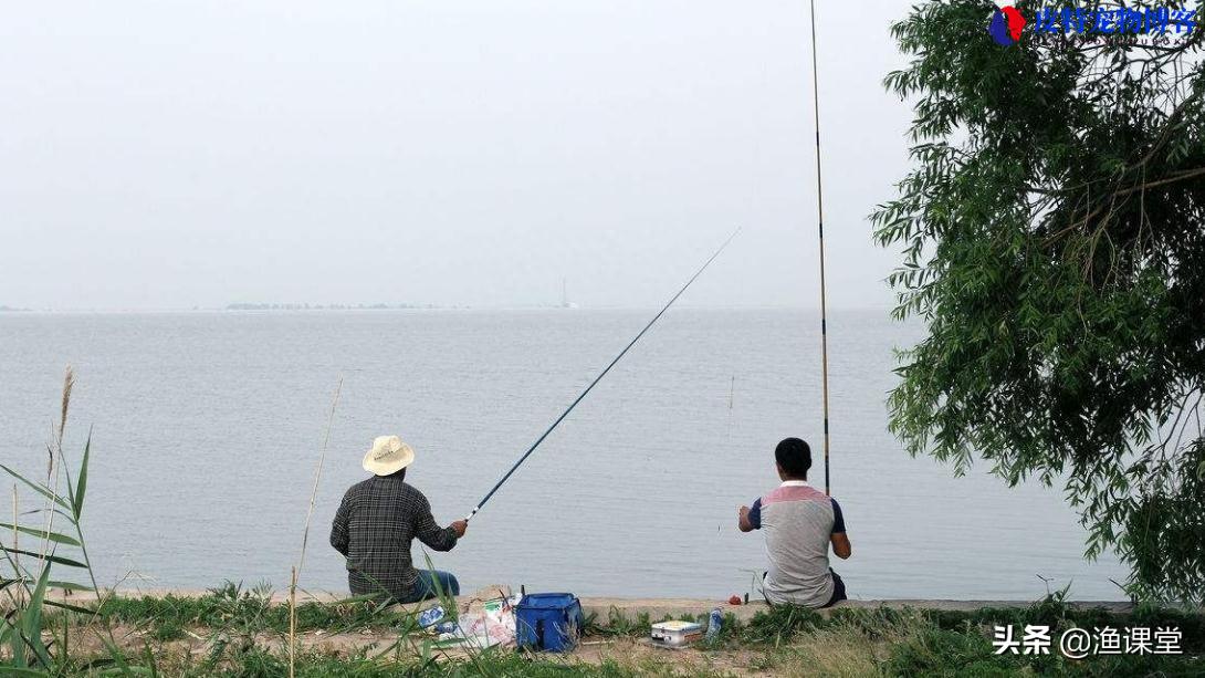 夏天钓鱼技巧大全图解，用什么味型饵料，大热天钓鱼的技巧