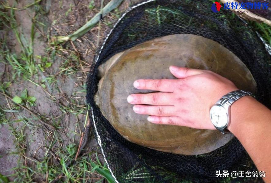 钓甲鱼饵料特效民间秘方，有什么药料配方，甲鱼怎么钓用什么饵