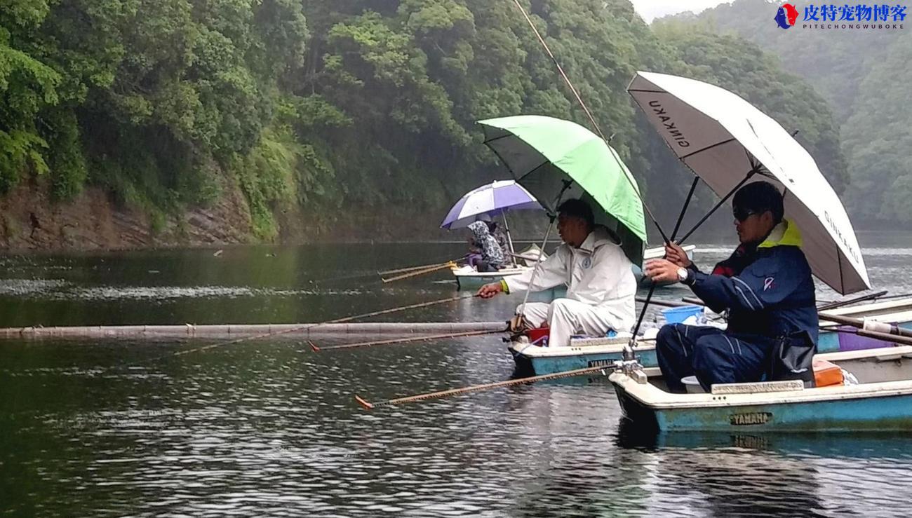 垂钓鲫鱼过程，有哪些技巧，怎样打窝才能引来大鲫鱼