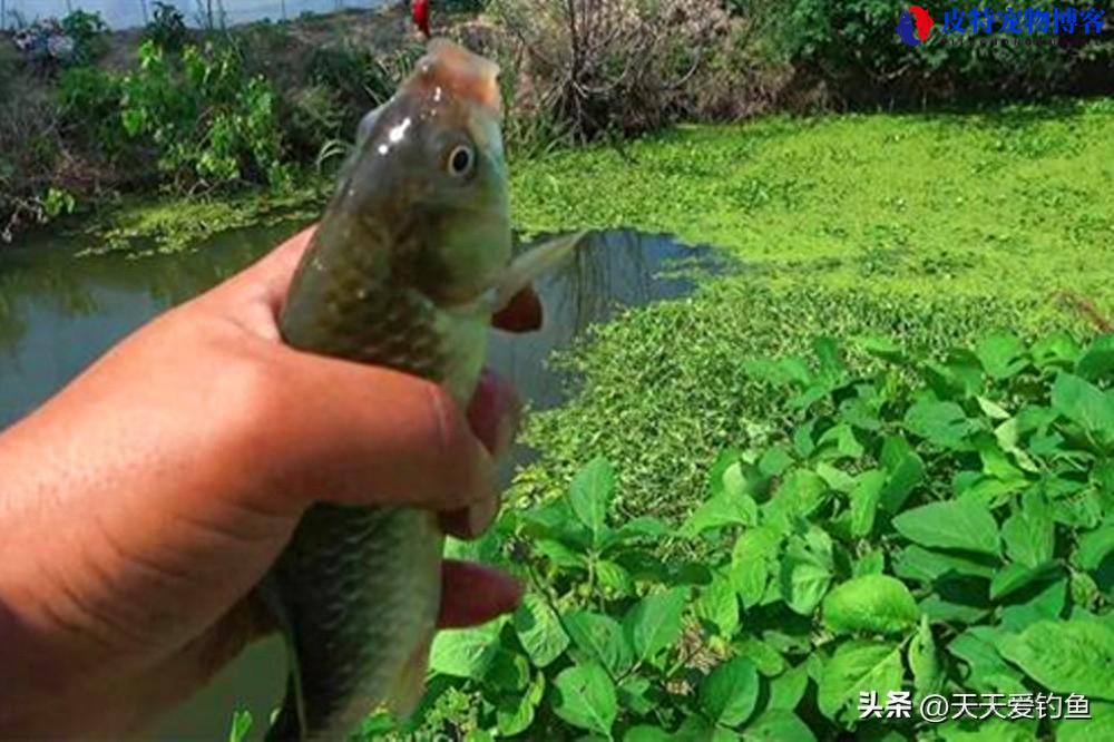 民间野钓鲫鱼绝招是什么，民间野钓大鲫鱼特效方法