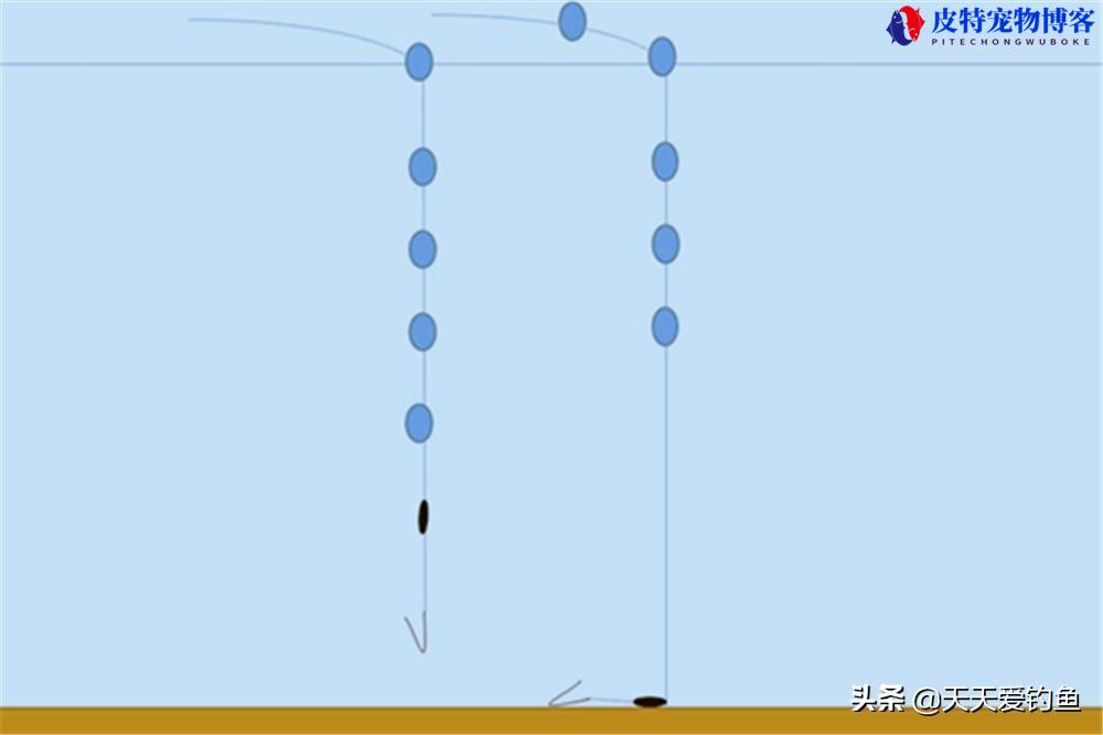 七星漂钓法带八字环好还是通线好，实战技巧，七星钓鱼调漂的正确方法