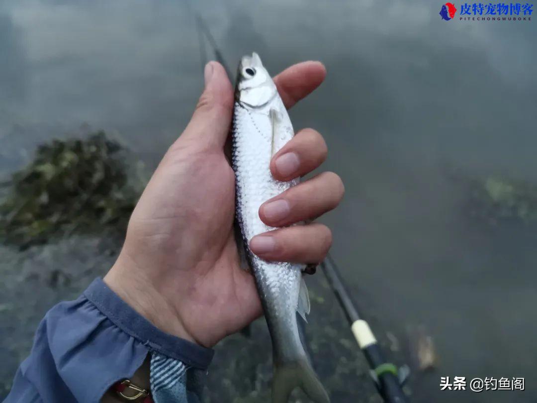 钓小白条鱼最佳饵料有哪些，用什么钩，野钓大白条技巧和方法