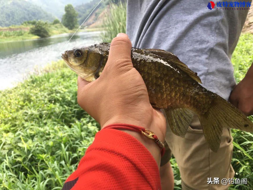 怎样用蚯蚓钓鱼上鱼快，蚯蚓钓鱼最大忌讳，怎样用蚯蚓开饵钓鱼