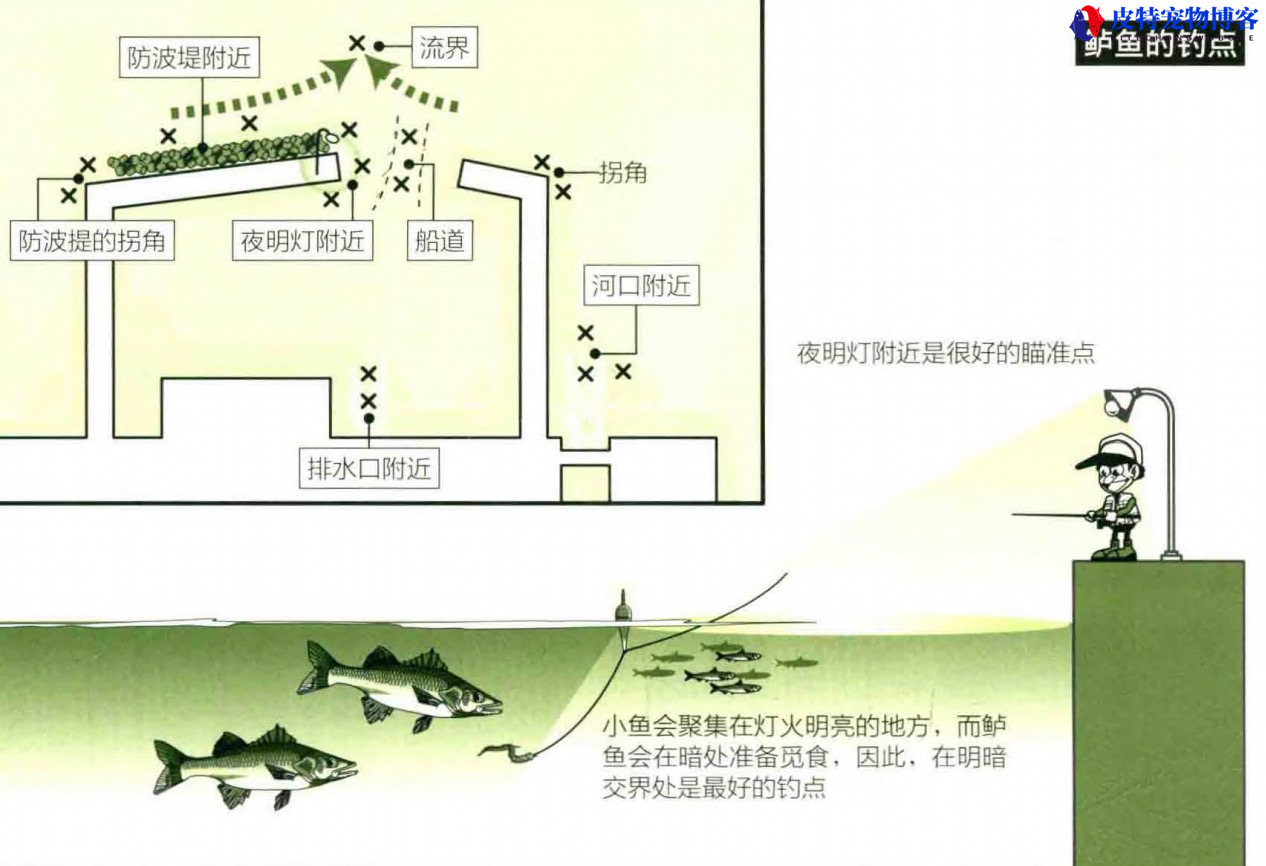 海钓鲈鱼技巧浮游矶钓，海钓鲈鱼假饵推荐，浮游矶钓鲈鱼怎么样