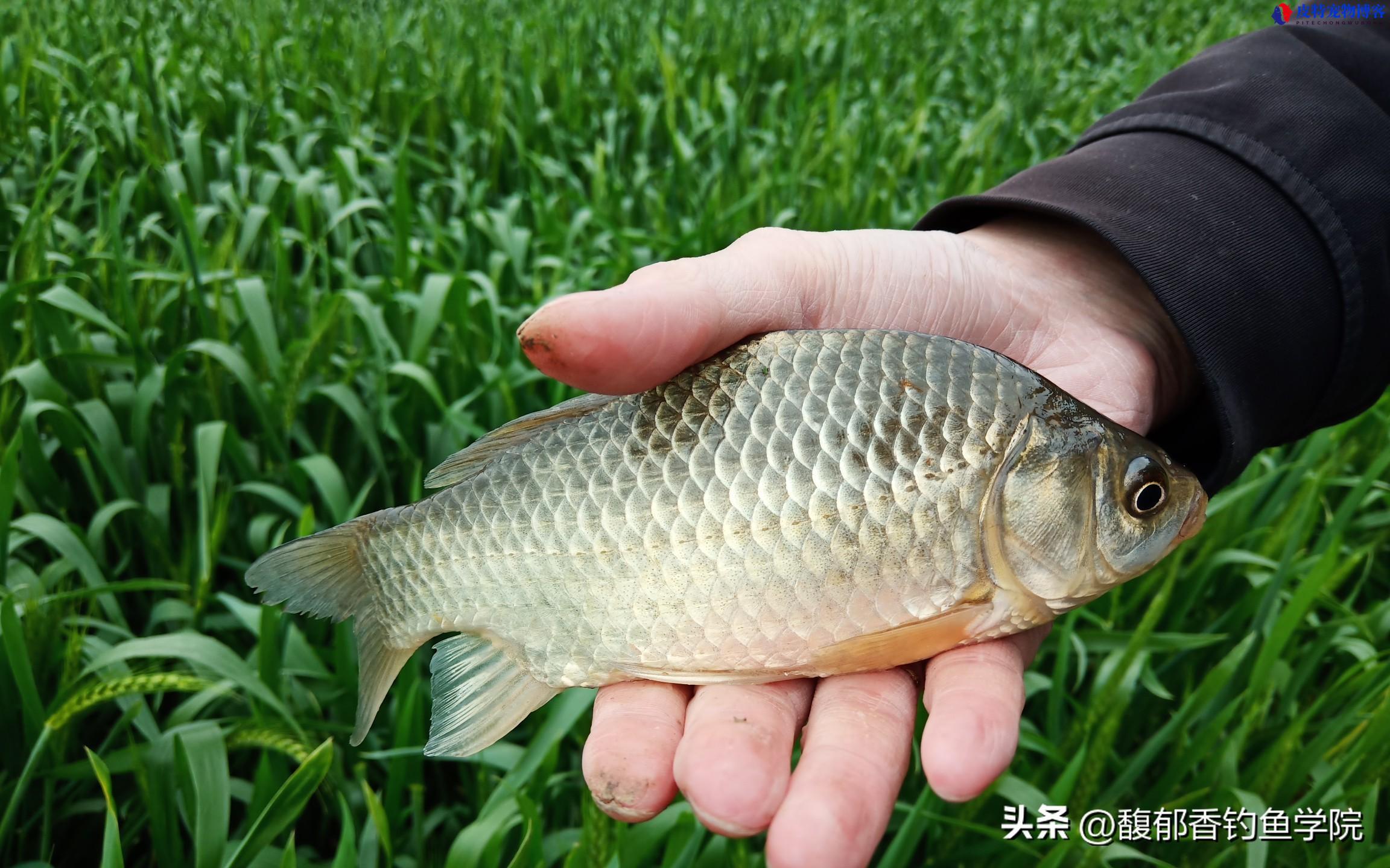 老鬼野钓鲫鱼饵料配方大全，主攻饵有哪些，钓鲫鱼拉饵料怎么配