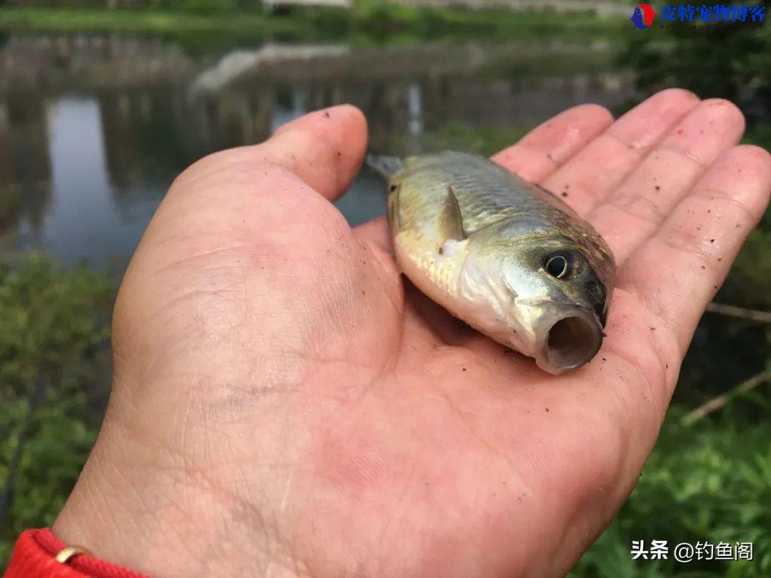 怎样用蚯蚓钓鱼上鱼快，蚯蚓钓鱼最大忌讳，怎样用蚯蚓开饵钓鱼